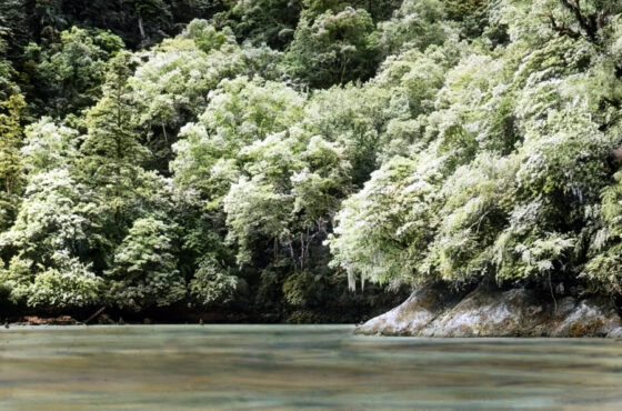 Forest on a riverbank